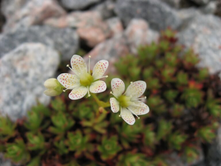 Lomikámen ´jupiter´ saxifraga_aleutica
