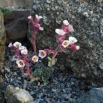 saxifraga_bridget
