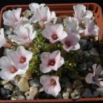 saxifraga_wendy