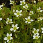 saxifragarosherb1