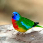 scarlet-chested-parrot.jpg