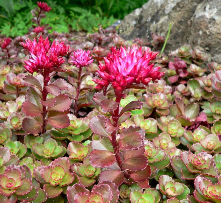 sedum_spurium_purpurteppich_1_4