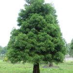 sequoiadendron_giganteum_2