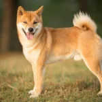 shiba-inu-5.jpg