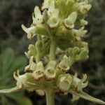 sidedendroherb6