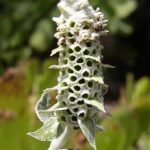 sideritis2