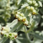 siderorotenherb1