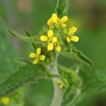 sisymbriumofficinaleherb1