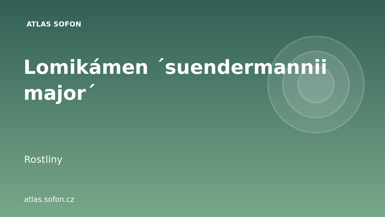 Lomikámen ´suendermannii major´