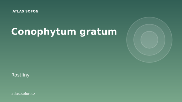 Conophytum gratum