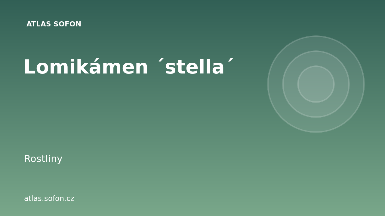 Lomikámen ´stella´