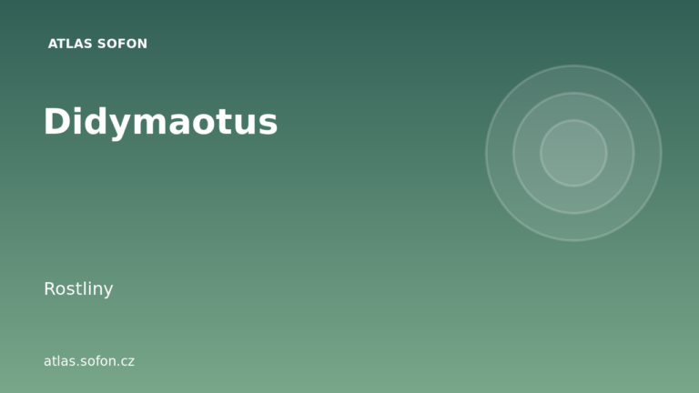 Didymaotus