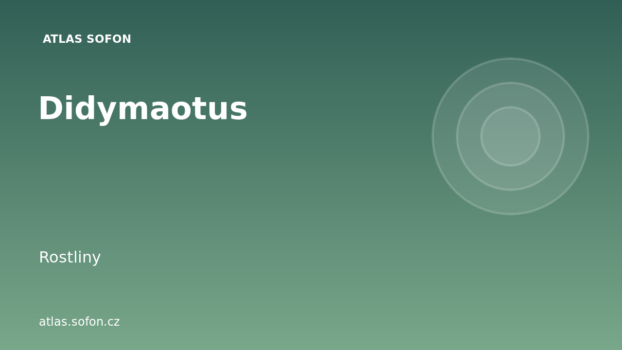 Didymaotus