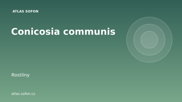 Conicosia communis