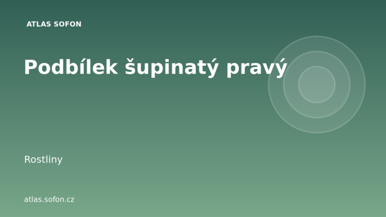 Podbílek šupinatý pravý