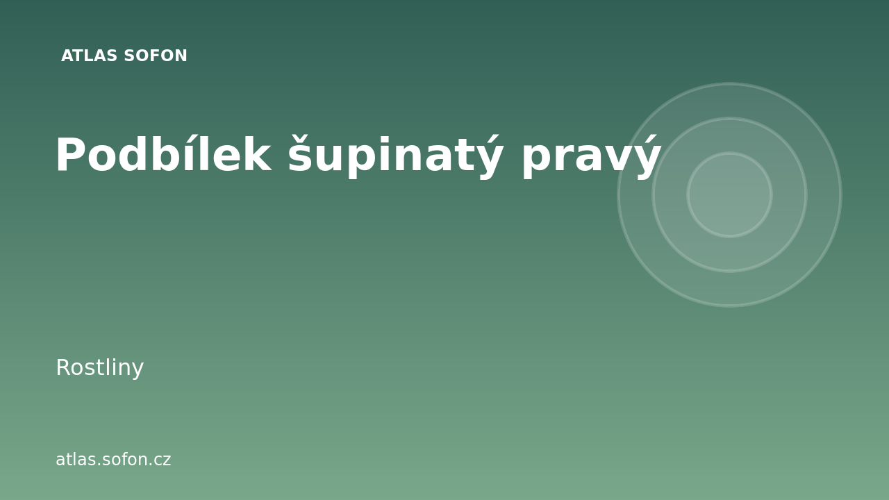 Podbílek šupinatý pravý