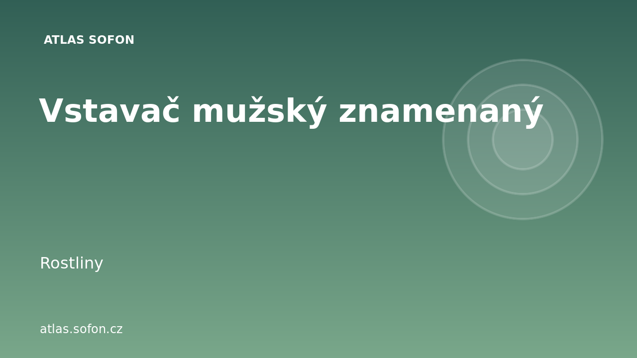 Vstavač mužský znamenaný