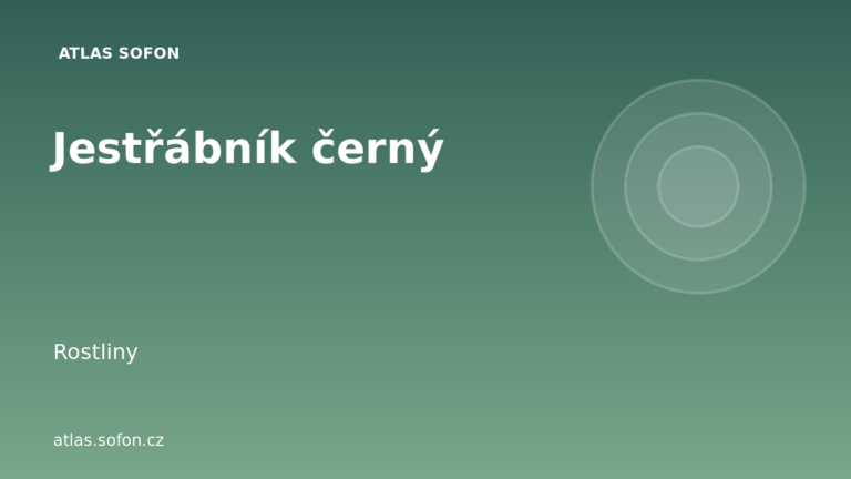 Jestřábník černý