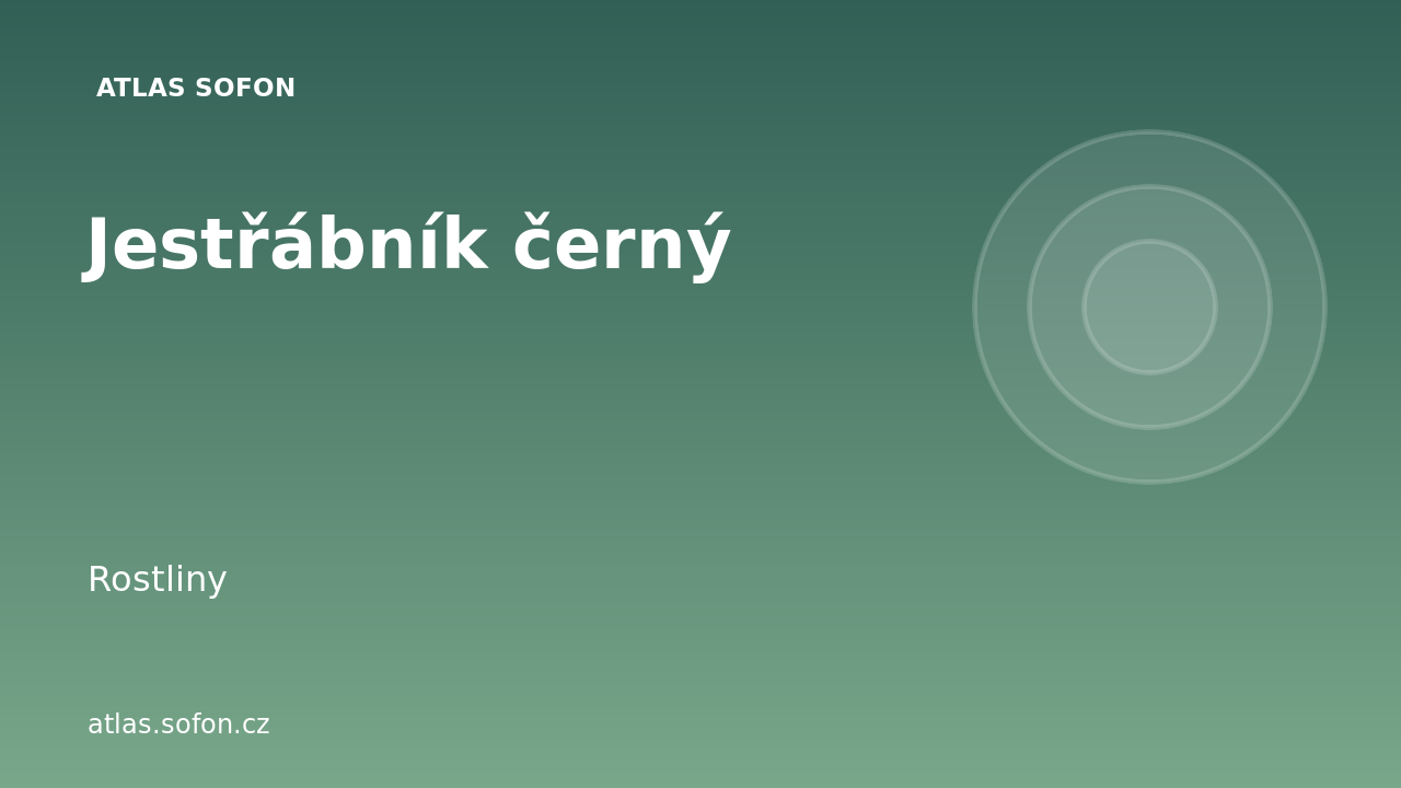 Jestřábník černý