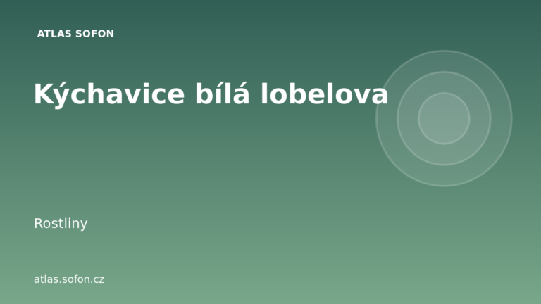 Kýchavice bílá lobelova