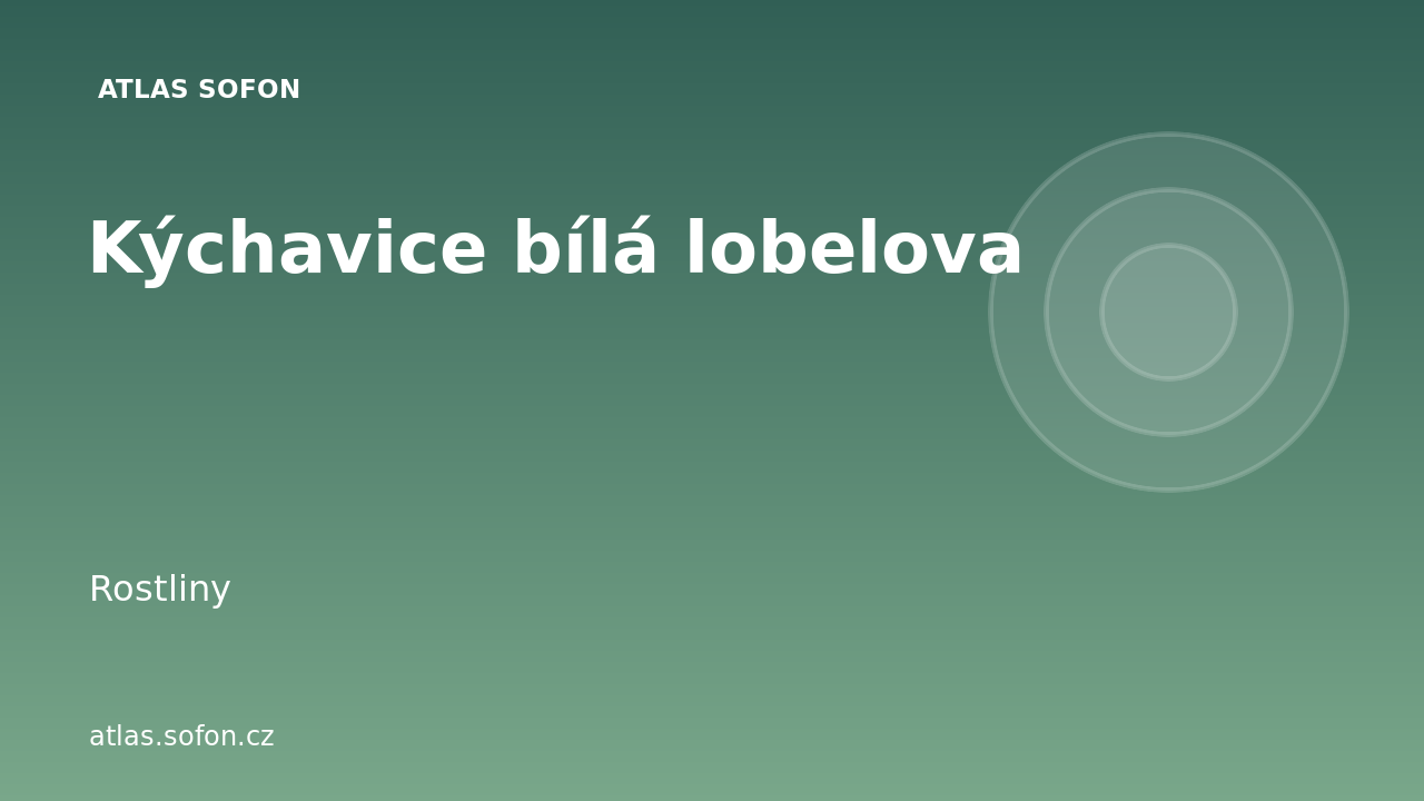 Kýchavice bílá lobelova