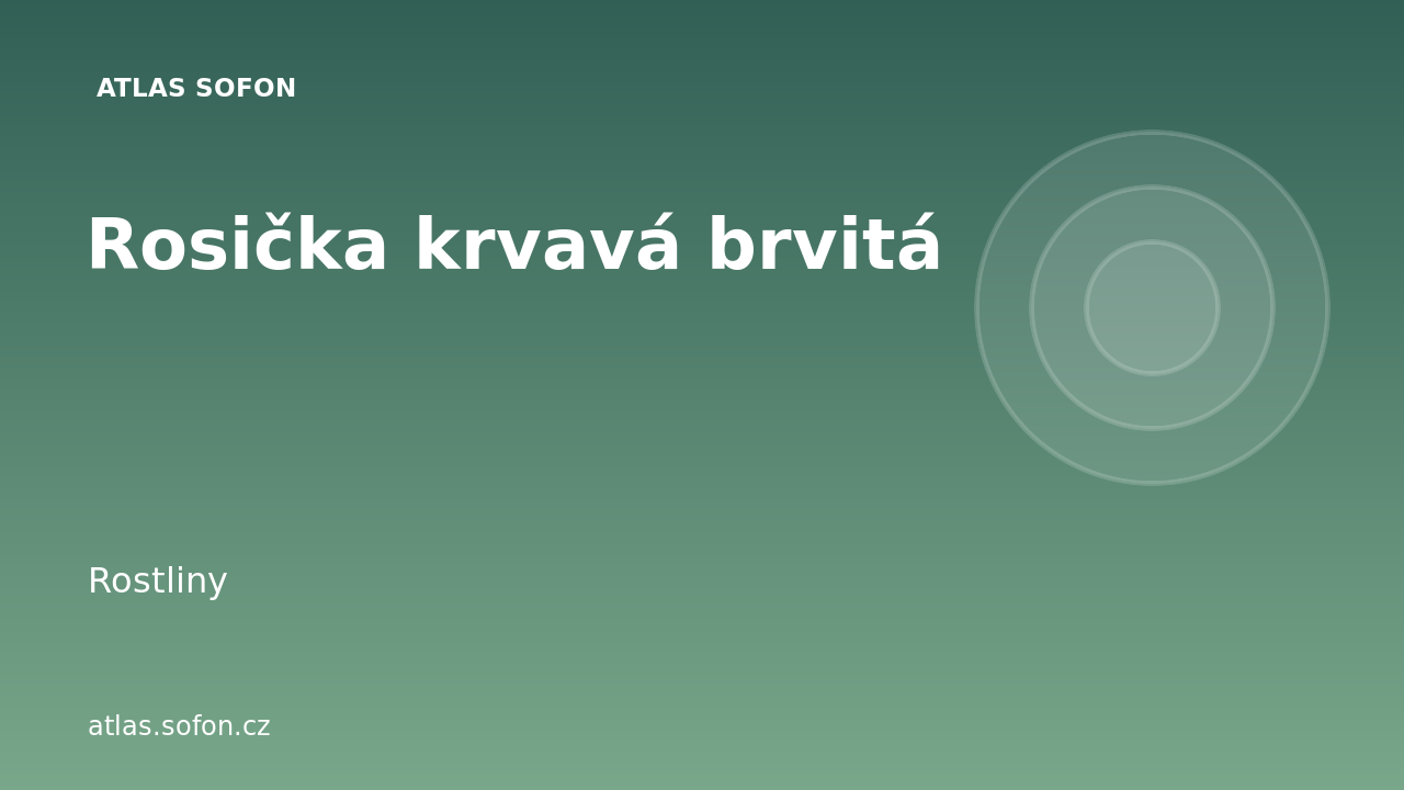 Rosička krvavá brvitá