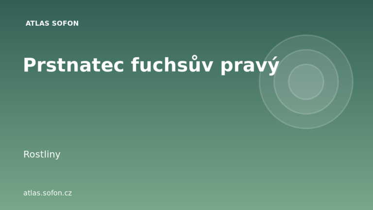 Prstnatec fuchsův pravý
