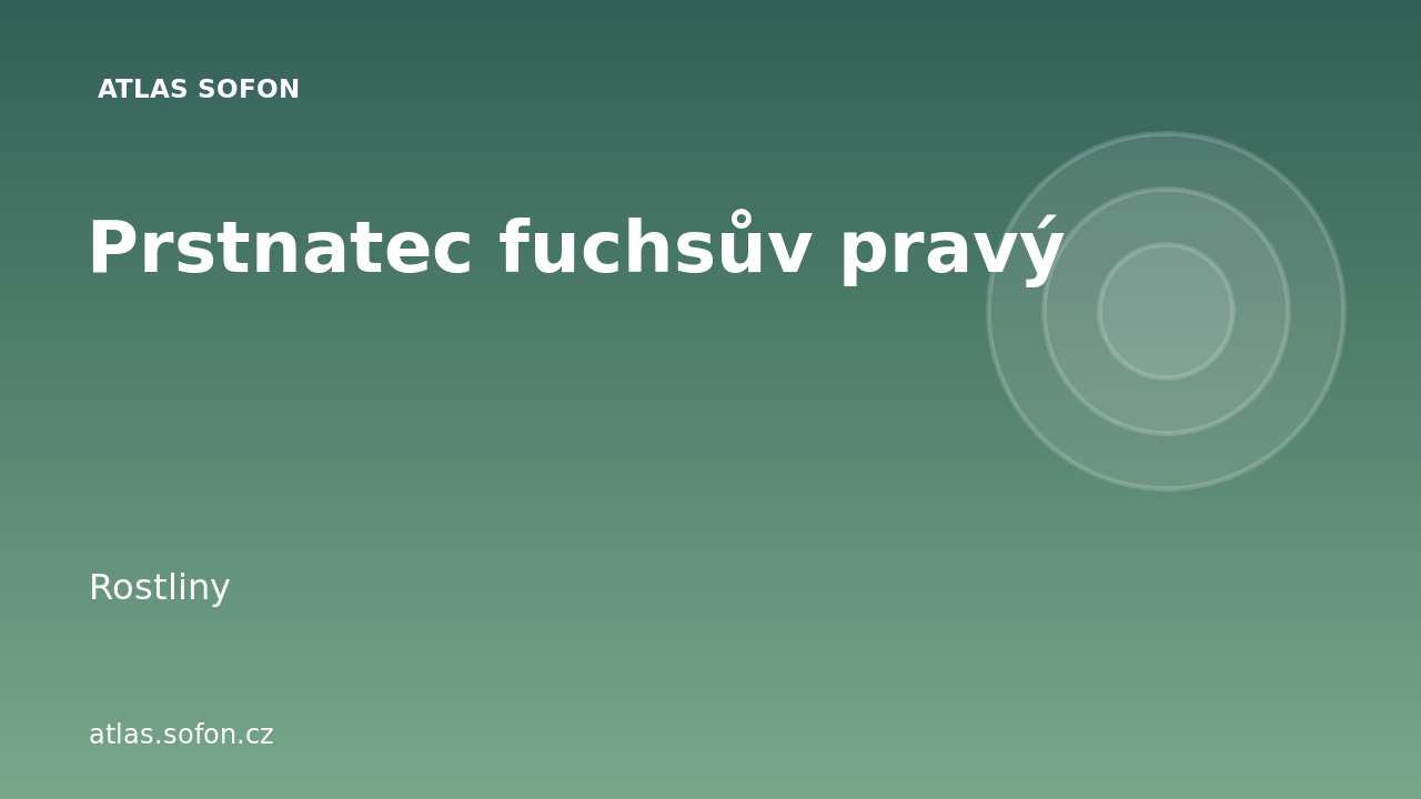 Prstnatec fuchsův pravý