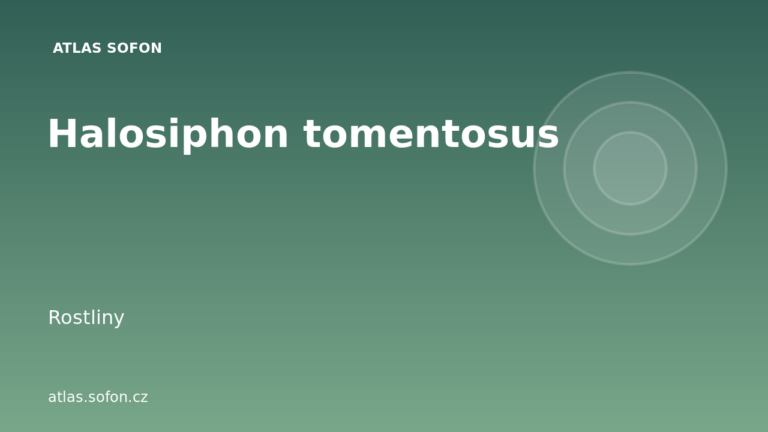 Halosiphon tomentosus Halosiphon tomentosus