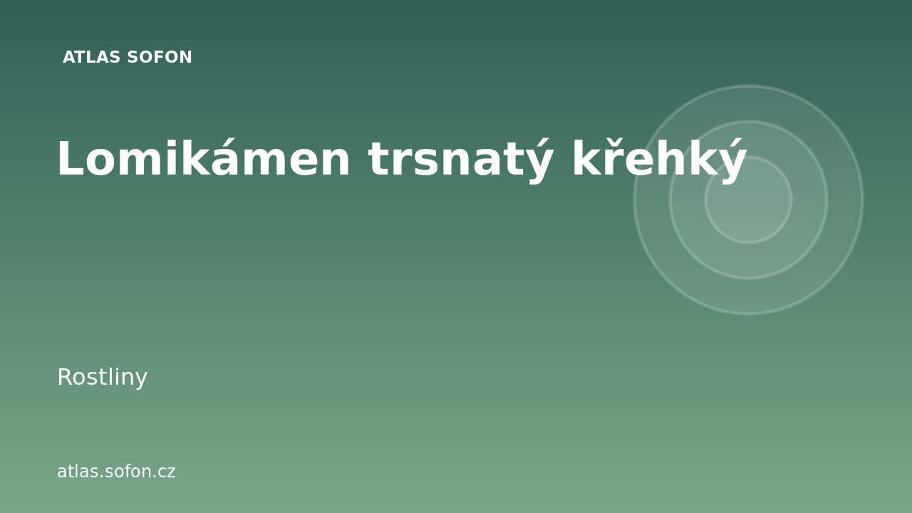 Lomikámen trsnatý křehký