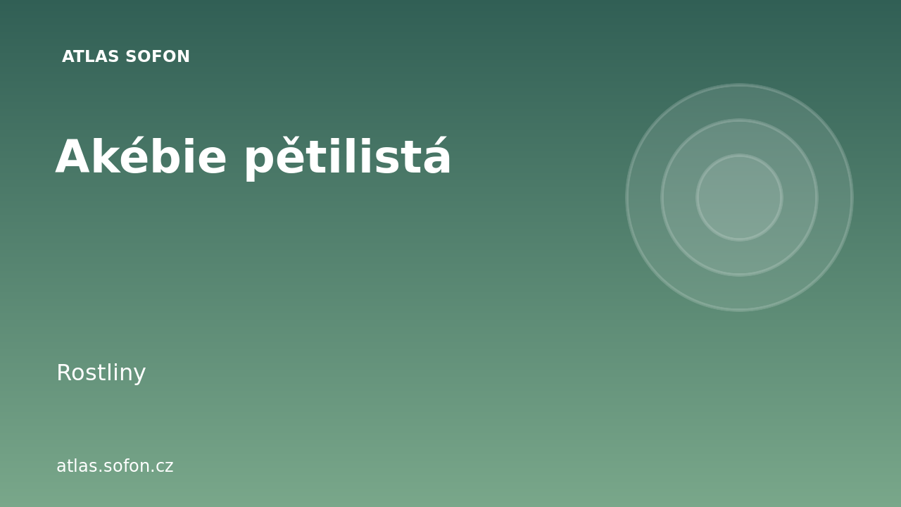 Akébie pětilistá