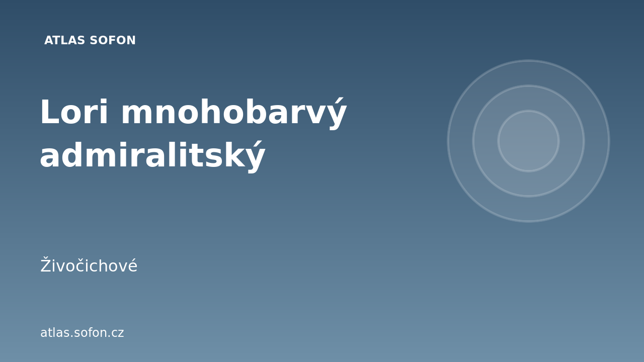 Lori mnohobarvý admiralitský