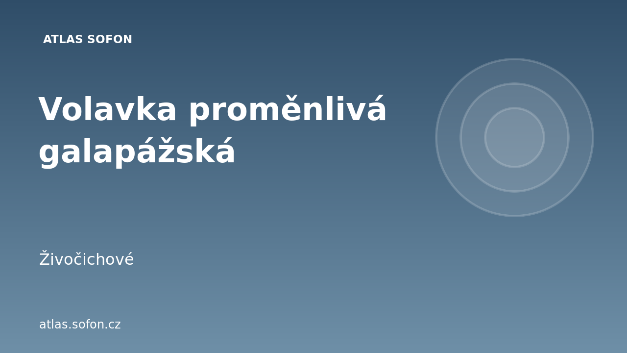 Volavka proměnlivá galapážská