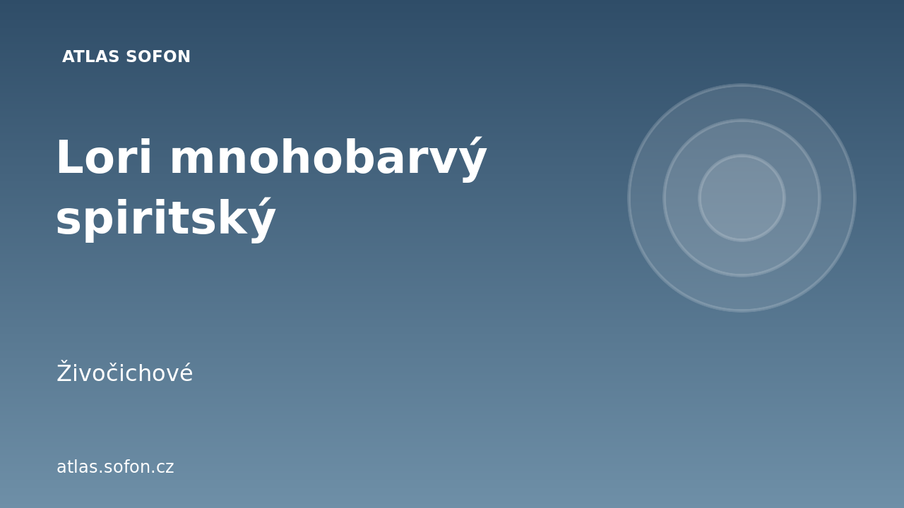 Lori mnohobarvý spiritský