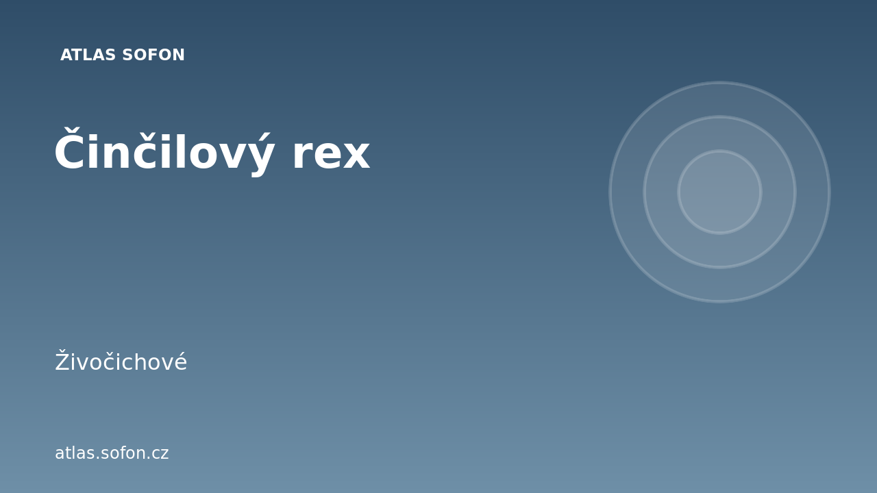 Činčilový rex