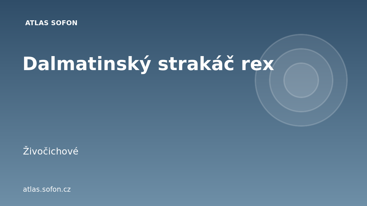 Dalmatinský strakáč rex