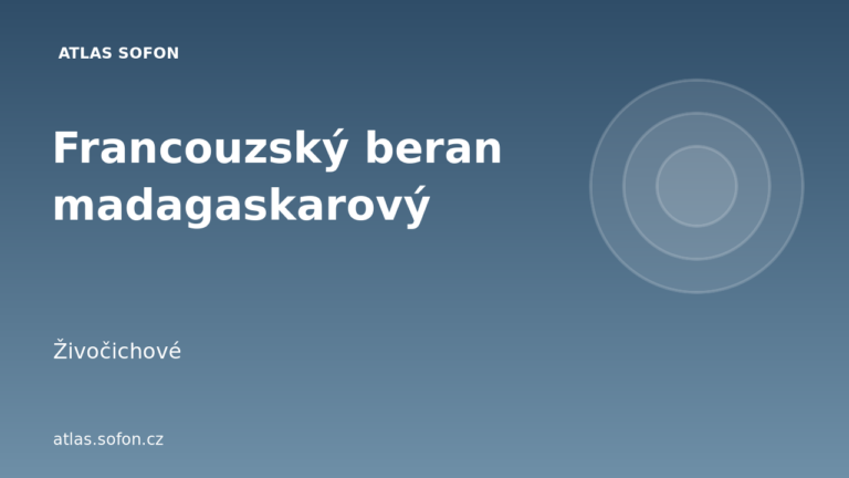 Francouzský beran madagaskarový