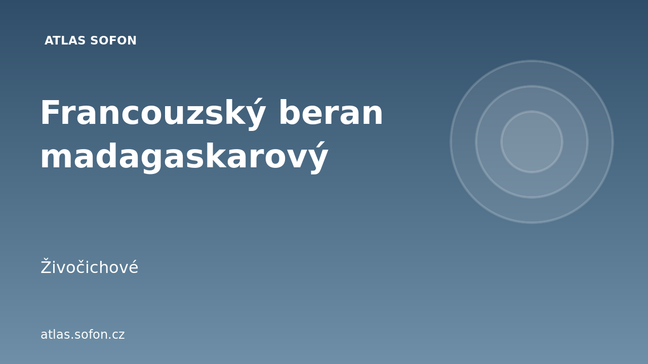 Francouzský beran madagaskarový