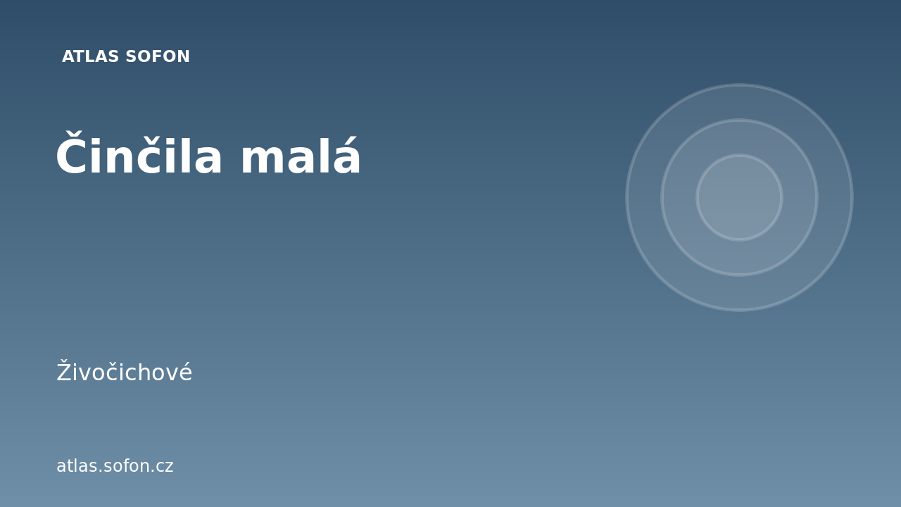 Činčila malá