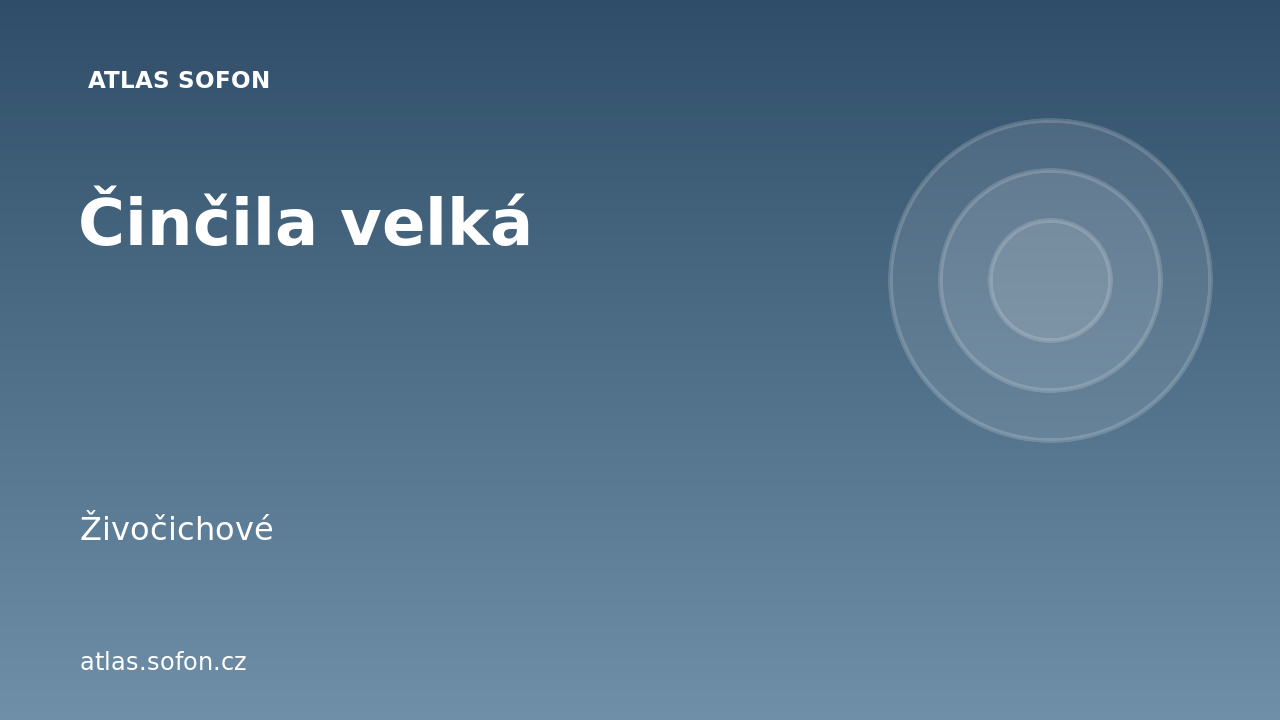 Činčila velká