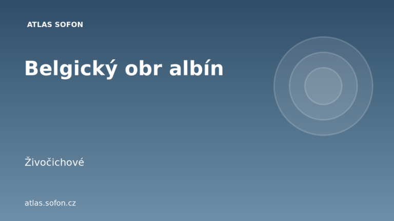 Belgický obr albín