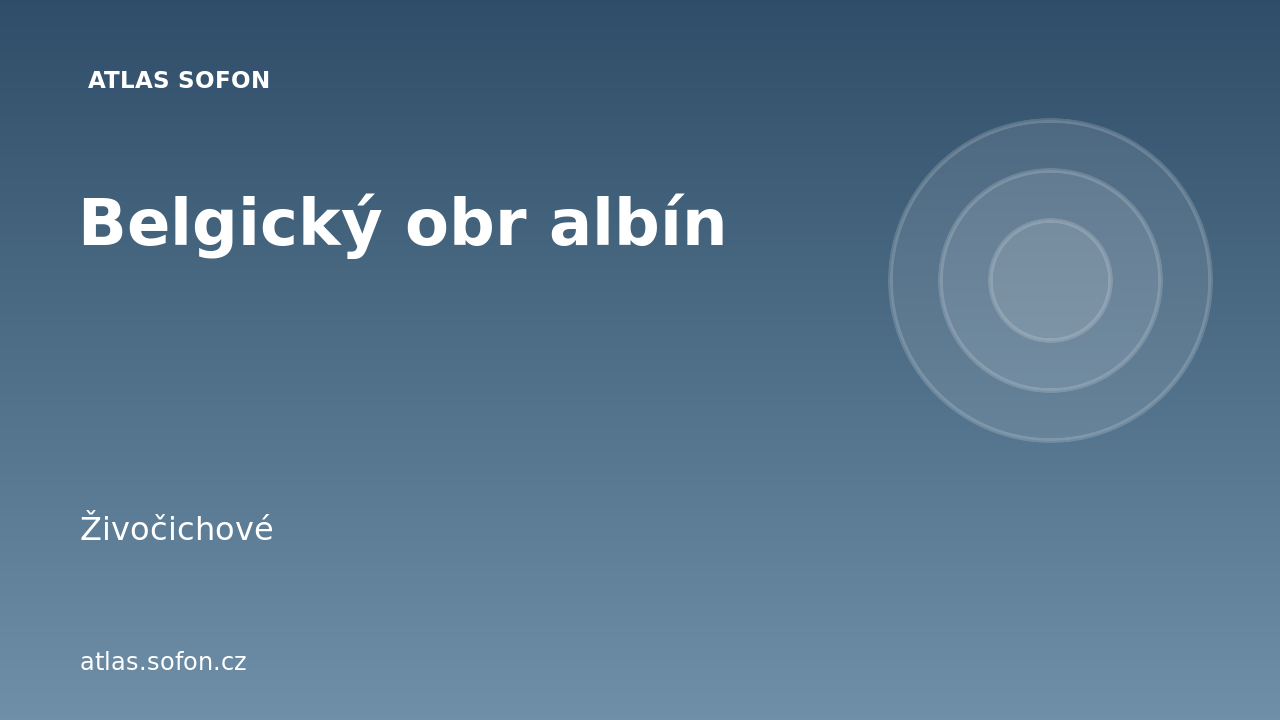 Belgický obr albín
