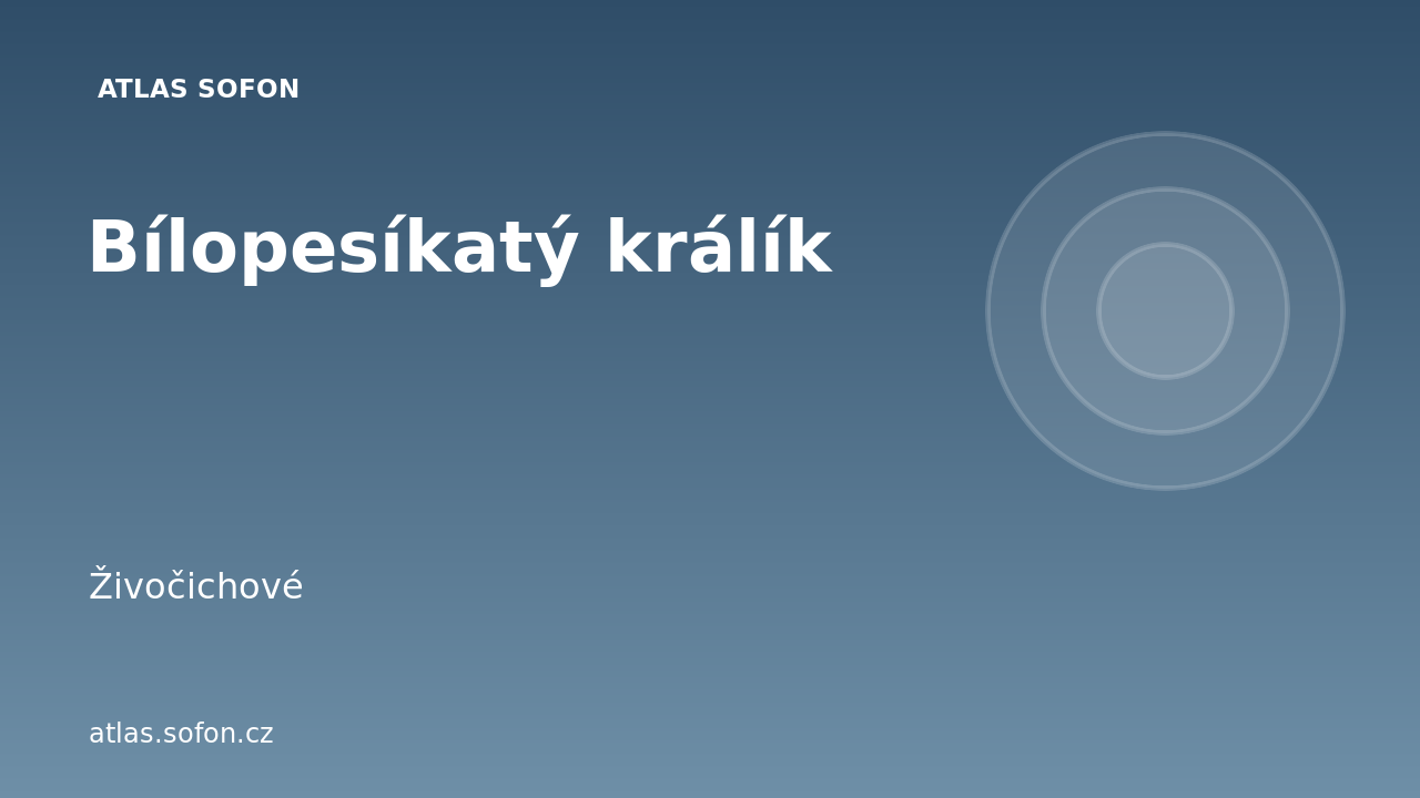 Bílopesíkatý králík