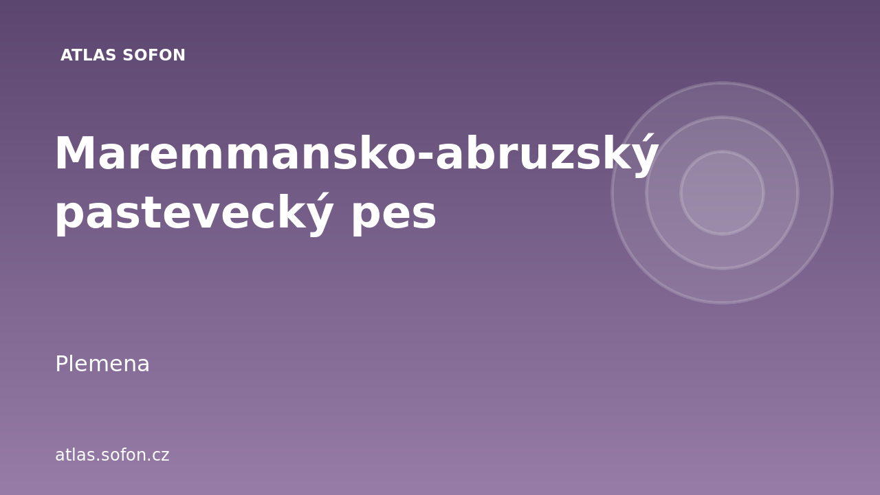 Maremmansko-abruzský pastevecký pes