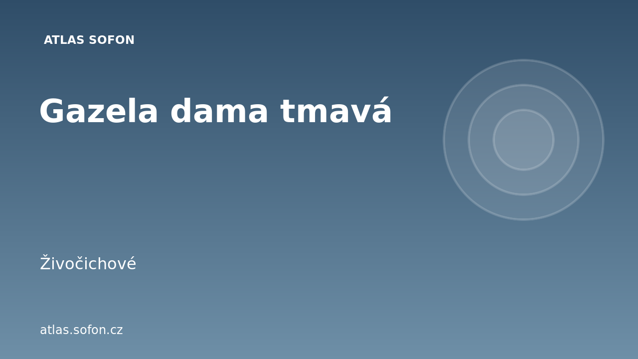 Gazela dama tmavá