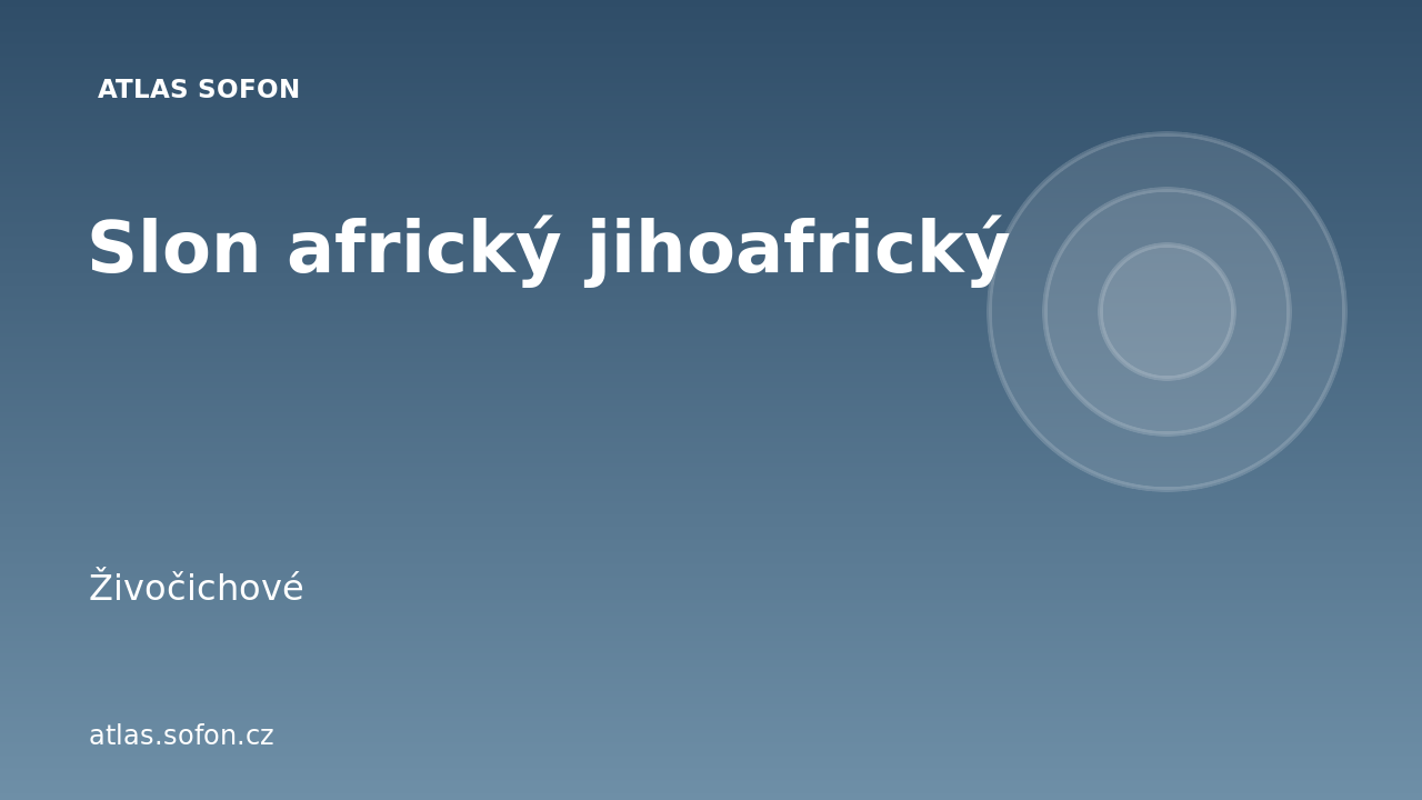 Slon africký jihoafrický
