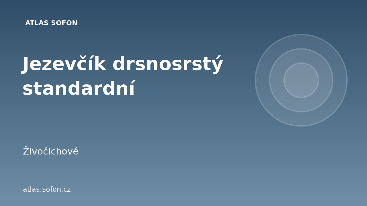 Jezevčík drsnosrstý standardní
