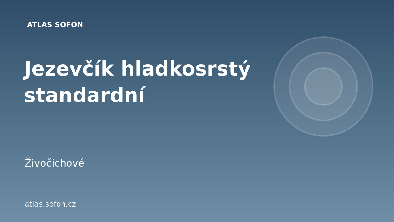 Jezevčík hladkosrstý standardní
