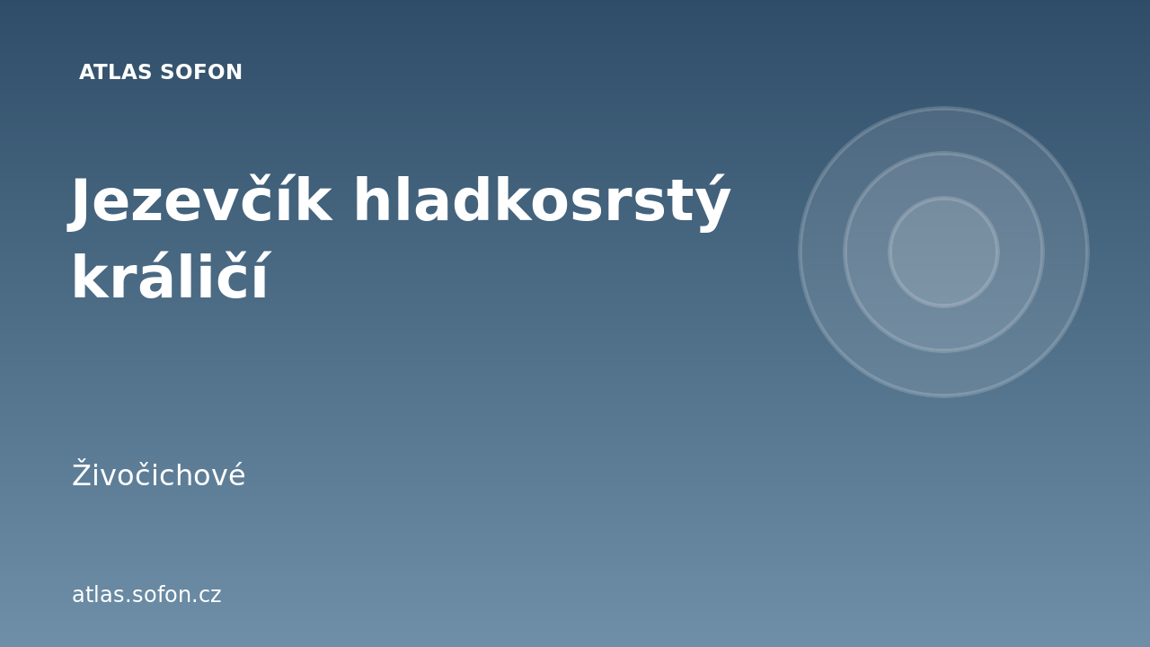 Jezevčík hladkosrstý králičí