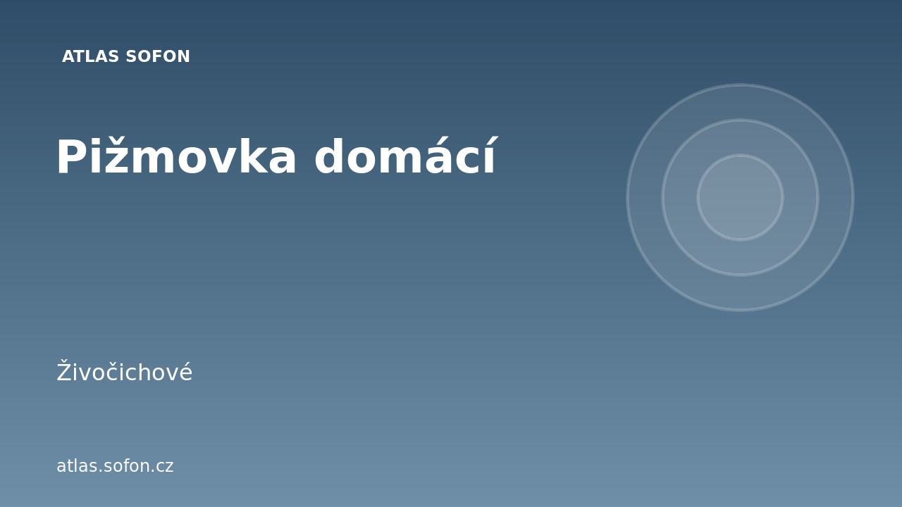 Pižmovka domácí